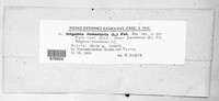 Fomes fomentarius image
